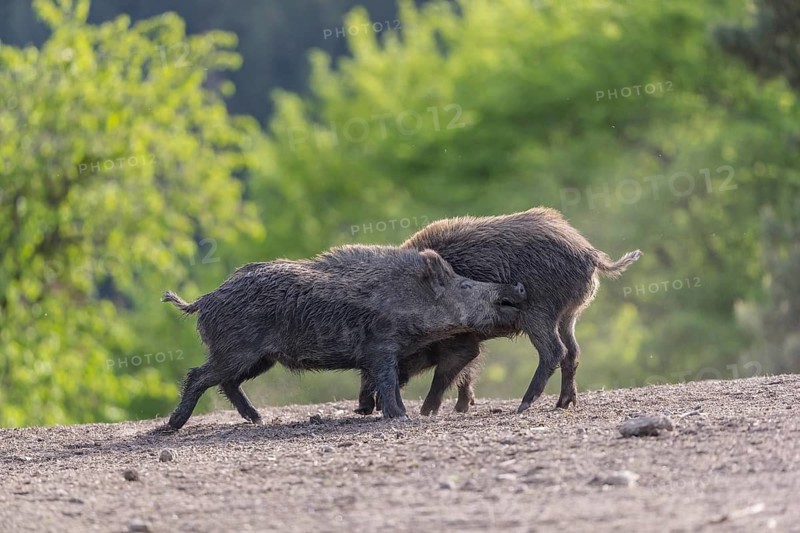 Two young wild boar or wild pig (Sus scrofa), play fighting on an opening, with a green forest in the background
