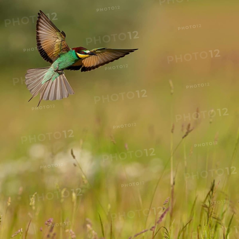 Bee-eater, (Merops apiaster), flight photo, Tiszaalp-r, Kiskuns-gi National Park, B-cs-Kiskun, Hungary