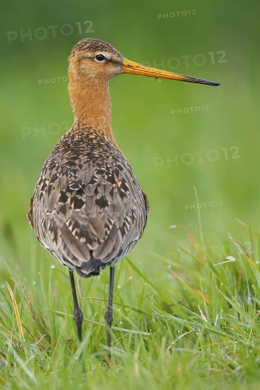 Black-tailed Godwit (Limosa limosa), Netherlands