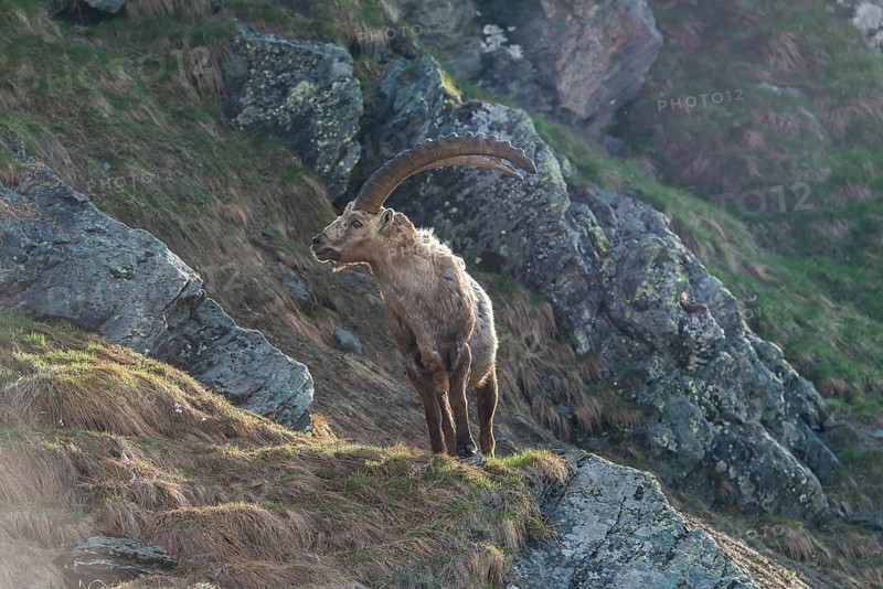 Alpine Ibex (Capra ibex), buck, High Tauern National Park, Austria