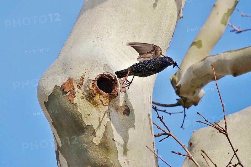 Starling (Sturnus vulgaris), early March, Germany