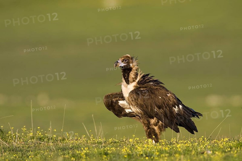 Cinereous Vulture (Aegypius monachus), Castile-La Mancha, Spain