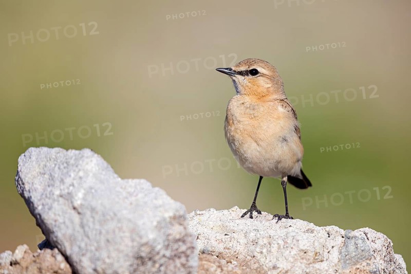 Isabelline Wheatear, (Oenanthe isabellina), biotope, habitat, foraging, animals, birds, songbird, flycatcher family Salalah, Al Mughsyal, Muscat, Oman