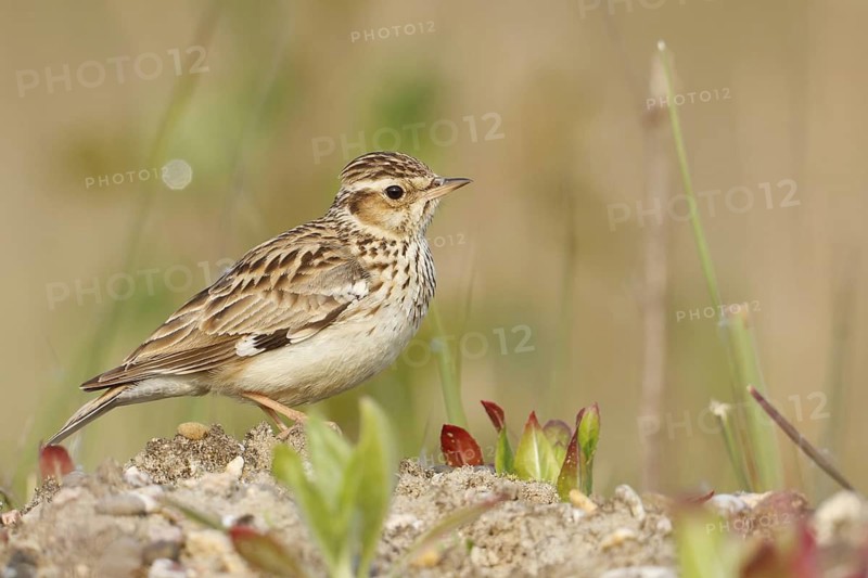 Woodlark (Lullula arborea), Baden-Wuerttemberg, Germany