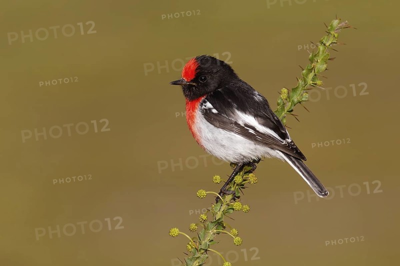 Red-capped Robin (Petroica goodenovii), Victoria, Australia