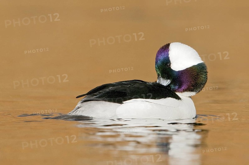 Bufflehead (Bucephala albeola) male, British Columbia, Canada