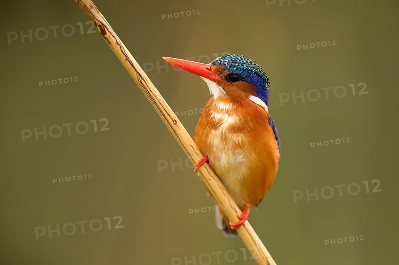 Malachite Kingfisher (Corythornis cristatus), Lake Hawassa, Ethiopia