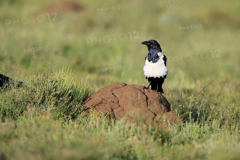 Shield raven (Corvus albus), adult, on termite mound, alert, Mountain Zebra National Park, South Africa