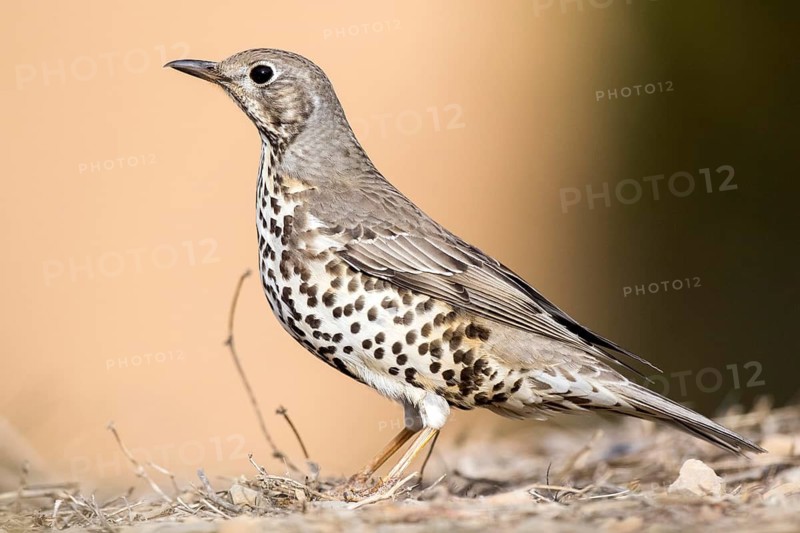 Mistle Thrush (Turdus viscivorus) perched on the ground, Aragon, Spain