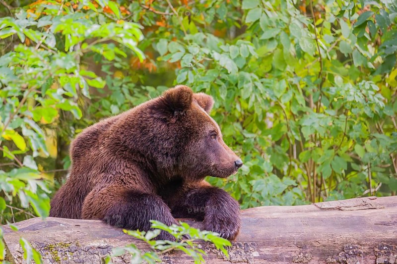 A young male Eurasian brown bear (Ursus arctos arctos) rests on a rotting log lying on the ground