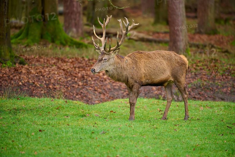 Stag with large antlers standing on a green meadow in an autumn forest, red deer (Cervus elaphus), Hesse, Germany