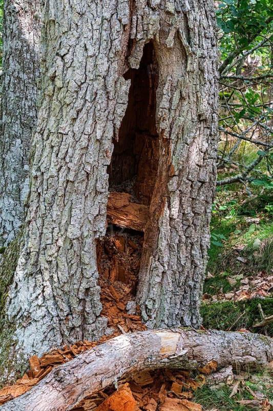 Hollowed out and internally rotten tree in the Hallarumsviken nature reserve near Karlskrona, Blekinge län, Sweden