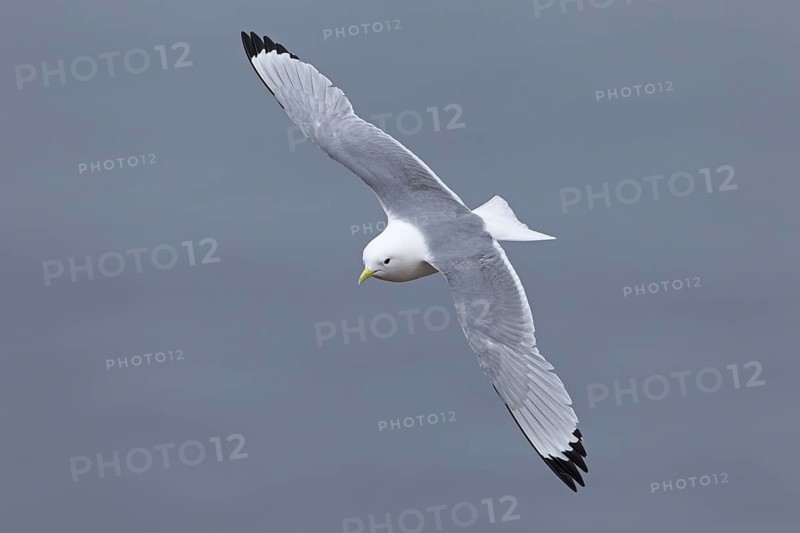 Black-legged Kittiwake (Rissa tridactyla) flying, Schleswig-Holstein, Germany
