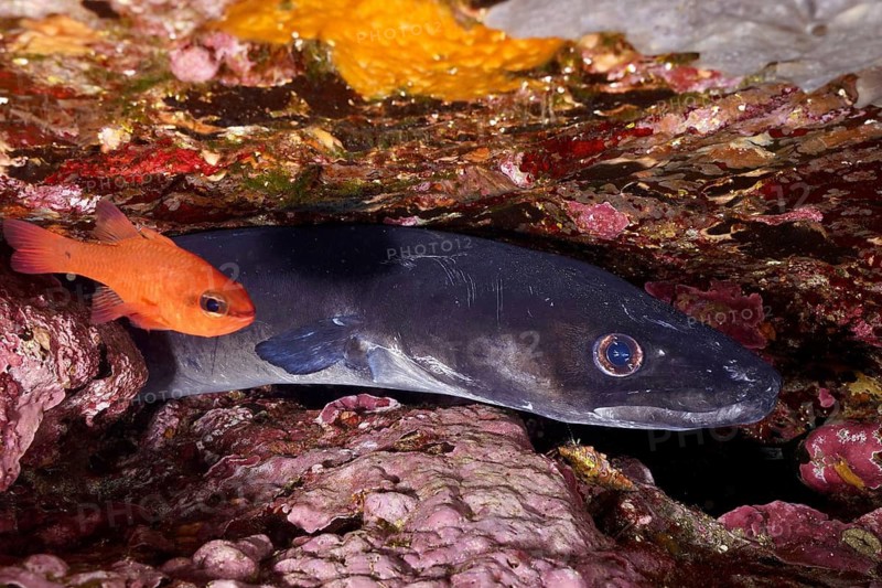 A conger eel (Conger conger) and a small orange-coloured fish, mullet king (Apogon imberbis), hiding between rocks, dive site Giens Peninsula, Mediterranean Sea, Porquerolles, Provence, Côte d'Azur, France