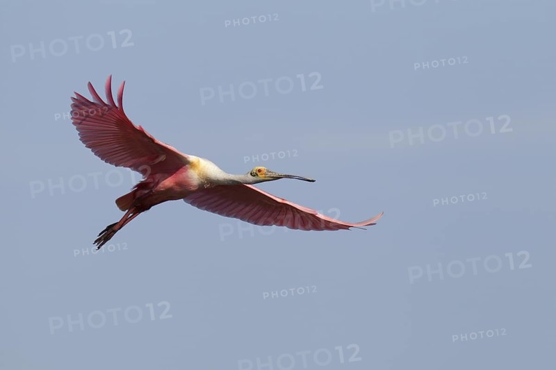 Roseate Spoonbill (Platalea ajaja) flying, Florida, USA