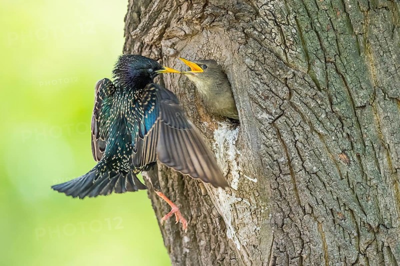 Common Starling (Sturnus vulgaris) feeding young in nest hole, Rhineland-Palatinate, Germany