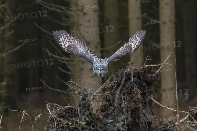 One great grey owl (Strix nebulosa) flying through a spruce forest