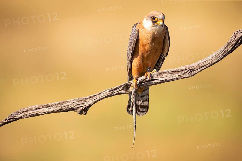 Red-footed falcon (Falco vespertinus) female, with captured lizard, Hungary