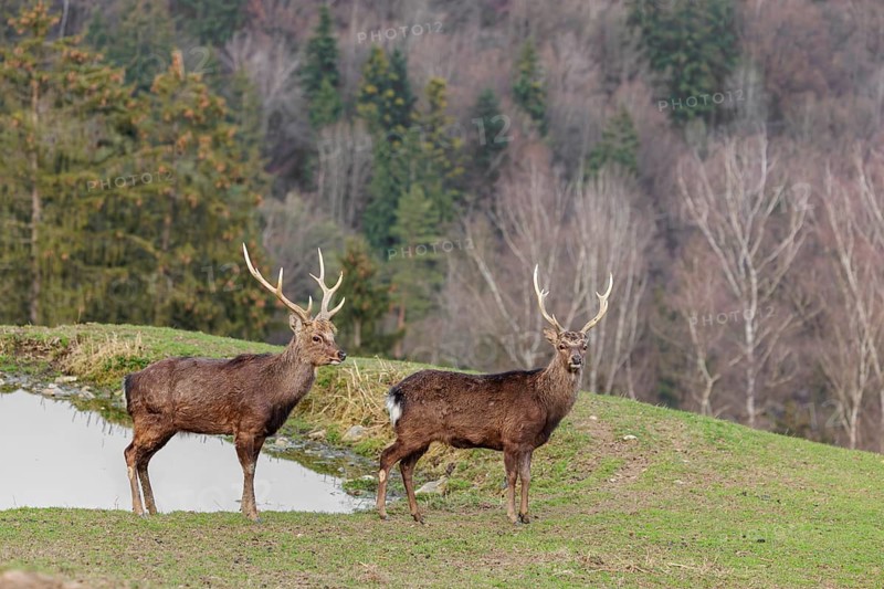 Two Japanese sika deer stags (Cervus nippon nippon) stand attentively in a meadow in hilly terrain and look at the photographer. A forest can be seen in the background