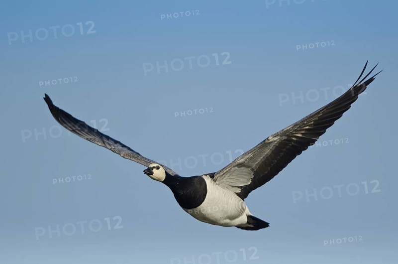 Barnacle Goose (Branta leucopsis) flying, Schleswig-Holstein, Germany