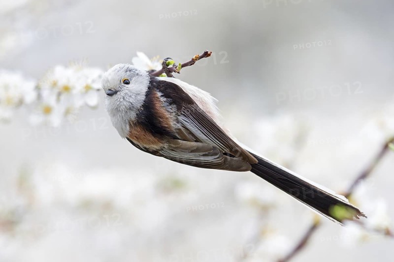 Long-tailed Tit (Aegithalos caudatus caudatus), Rhineland-Palatinate, Germany