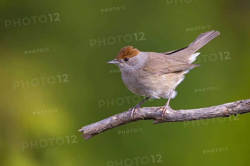 Blackcap (Sylvia atricapilla), Fauvette à tête noire, Curruca Capirotada, Branch, branch, Ormoz area, Ormoz, Podravska, Slovenia