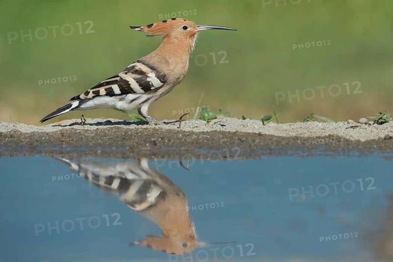 Eurasian Hoopoe (Upupa epops), Aosta Valley, Italy