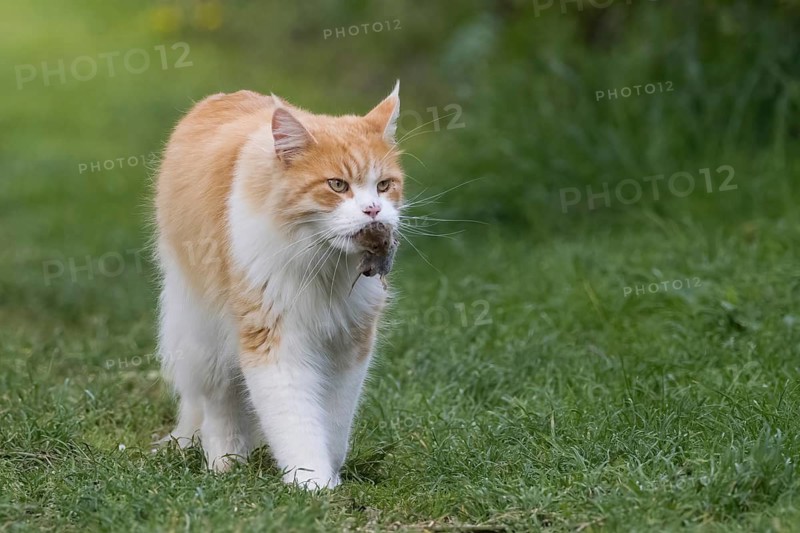 An orange and white domestic cat (Felis catus) carrying prey in its mouth and running through the grass, Hesse, Germany