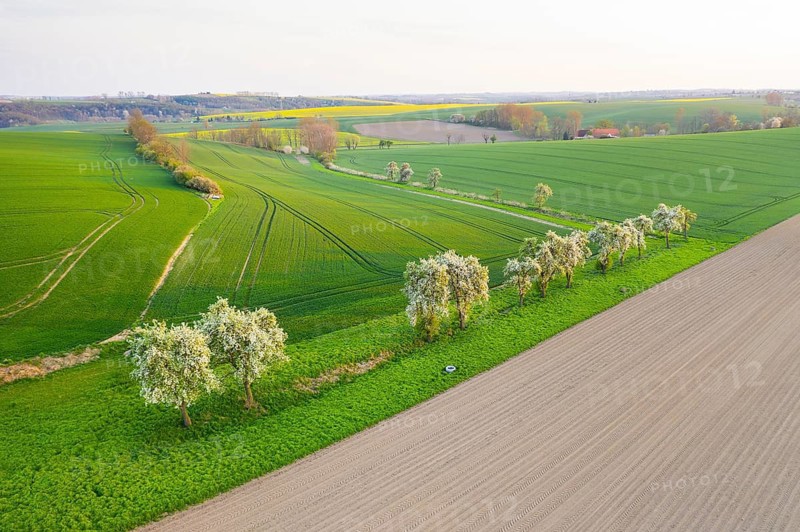 Landscape Lommatzscher Pflege with fields and avenues, aerial view with blossoming fruit trees near Obermuschütz, Meißen, Saxony, Germany