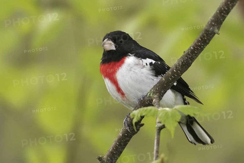 Rose-breasted Grosbeak (Pheucticus ludovicianus), Maine, USA