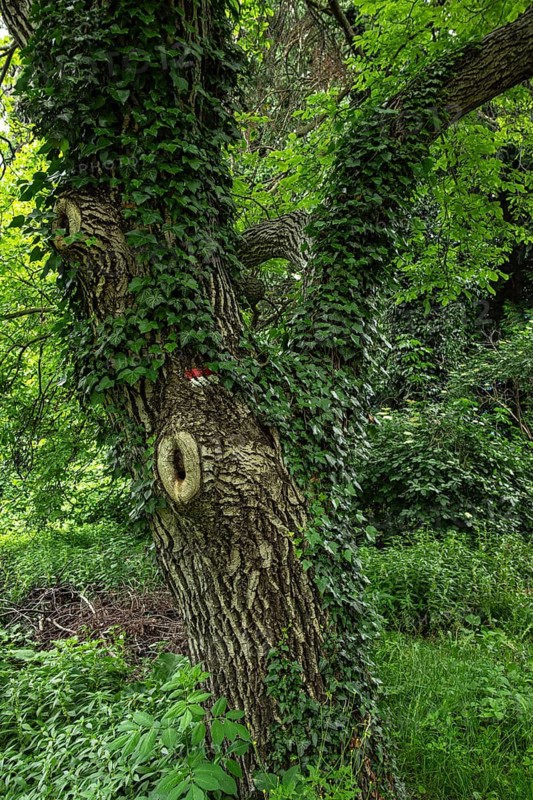 Ivy climbing up a tree with deeply furrowed bark, on the edge of a hiking trail above Merano in the municipality of Scena, South Tyrol, Italy