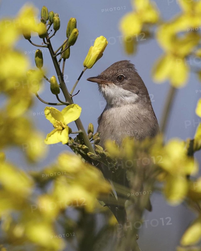 Common Whitethroat (Sylvia communis), Schleswig-Holstein, Germany