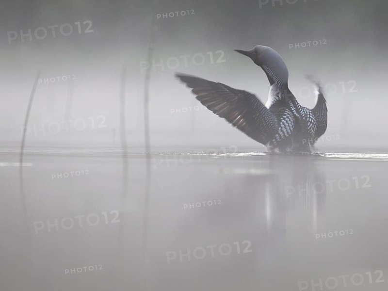 Black-throated Loon (Gavia arctica) flapping, Sweden