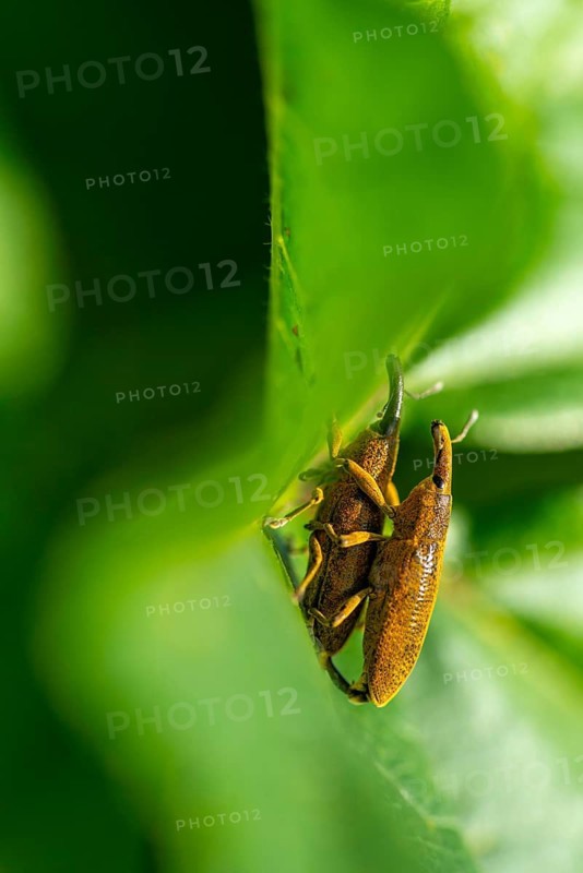 A detailed macro shot captures the unique texture and features of Weevil, perched delicately on a vibrant green leaf