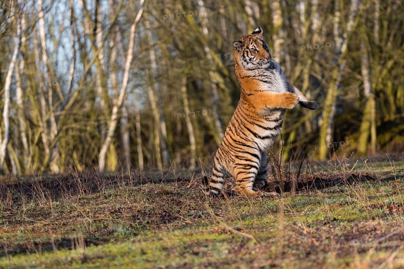 One young female Siberian Tiger, Panthera tigris altaica, running thru a birch tree forest. Early morning light