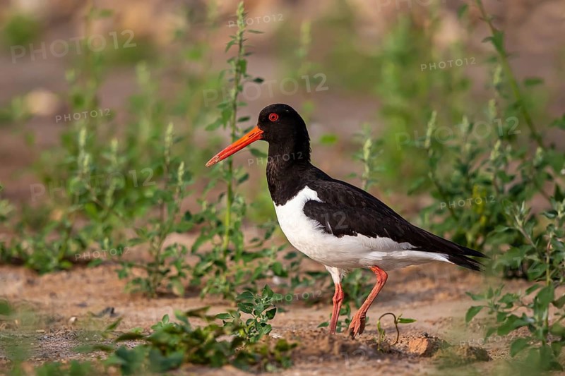 Eurasian Oystercatcher (Haematopus ostralegus) female, North Rhine-Westphalia, Germany