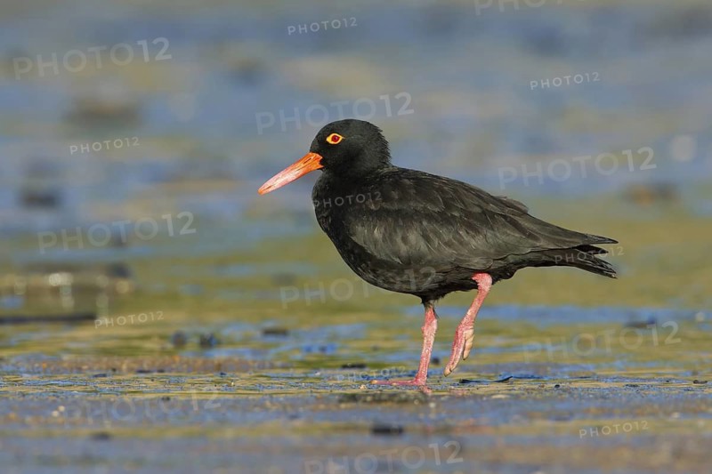 Sooty Oystercatcher (Haematopus fuliginosus), Queensland, Australia