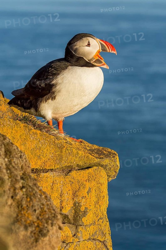 Atlantic Puffin (Fratercula arctica) on cliff, Iceland