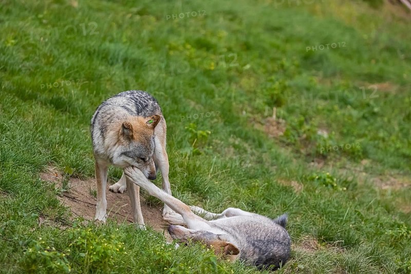 Two adult male eurasian gray wolves (Canis lupus lupus), playing