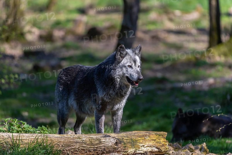One Timberwolf, Canis lupus lycaon, standing in an opening of a forest on green grass in bright sunlight