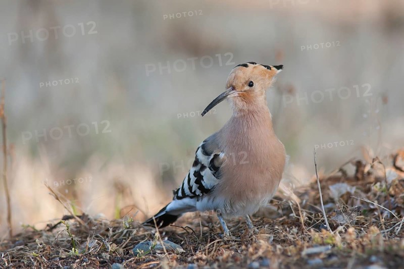 Eurasian Hoopoe (Upupa epops), Turkey