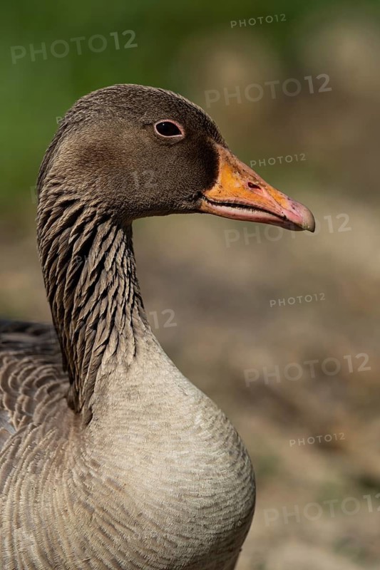 Greylag Goose (Anser anser), Baden-Wuerttemberg, Germany