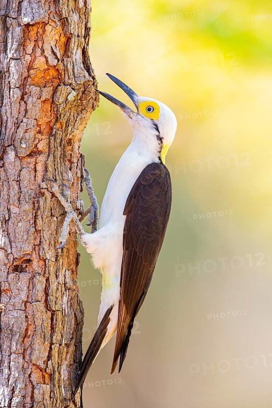 White woodpecker (Melanerpes candidus) Pantanal Brazil