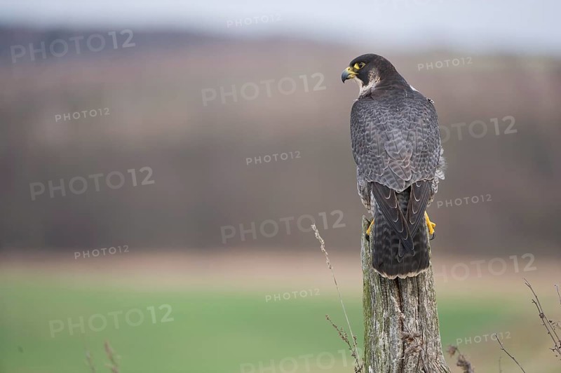 Peregrine Falcon (Falco peregrinus) female, Saxony, Germany