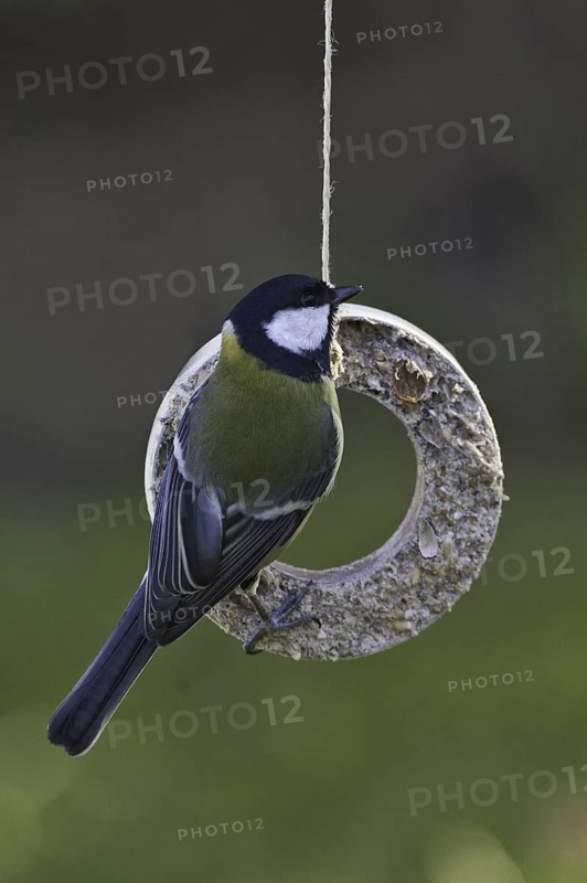 Great Tit (Parus major), Schleswig-Holstein, Germany
