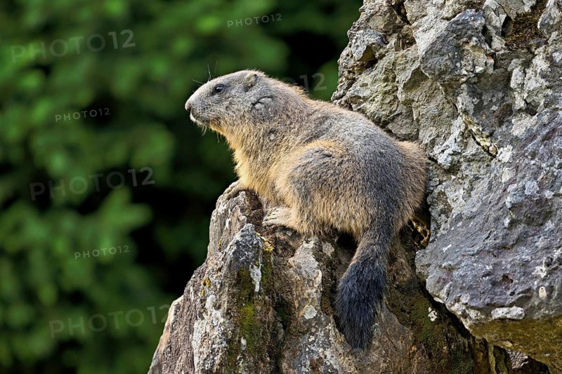 Alpine marmot (Marmota marmota), sitting on rocks, Switzerland