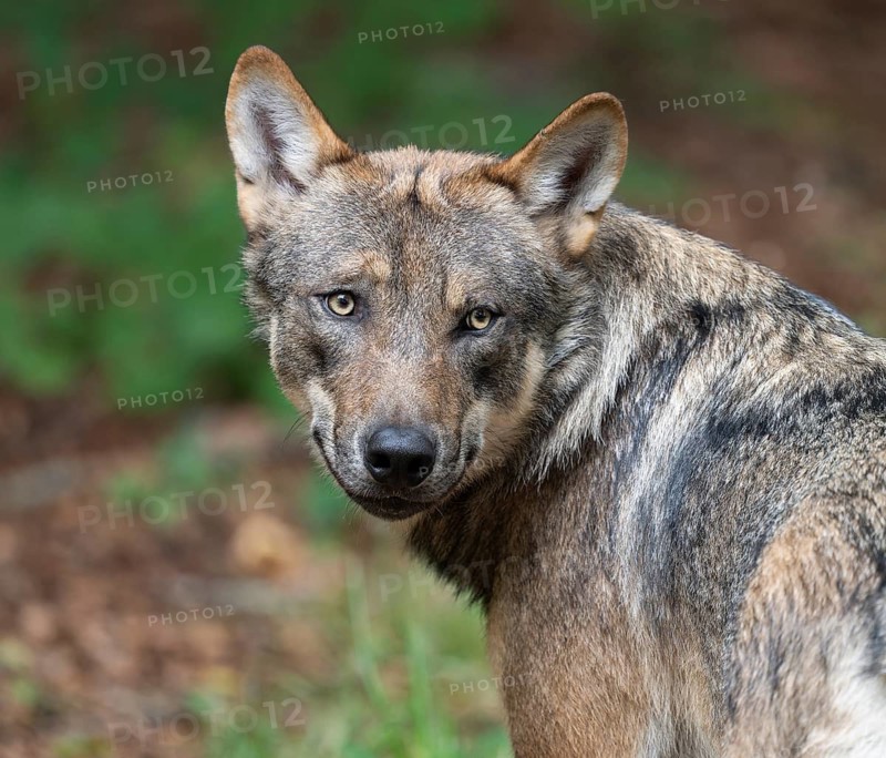 Wolf (Canis lupus), portrait, Germany