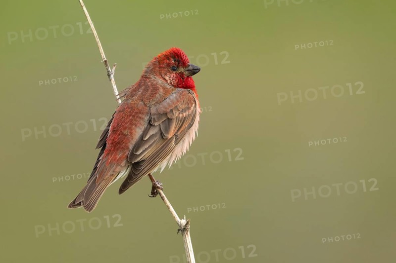 Common Rosefinch (Carpodacus erythrinus) male, Armenia