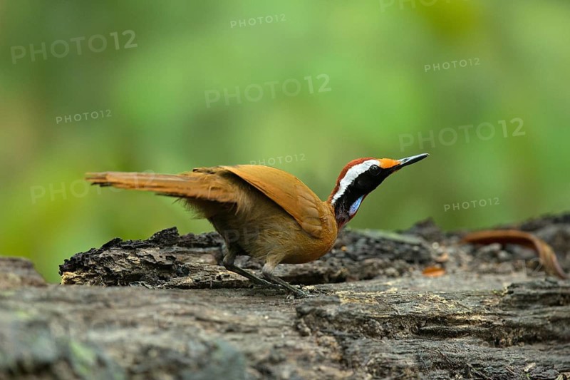 Rail-babbler (Eupetes macrocerus), Pahang, Malaysia