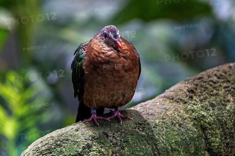 Green-winged doves (Chalcophaps), sitting on a branch, captive, Germany